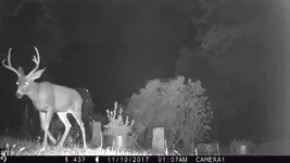 Deer.webp