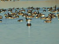 swan 112817.webp