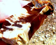 DSCF0098.JPG cropped.JPG a opal wood 1.webp