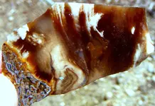 DSCF0097.JPG opal wood 2.webp