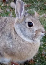 lawn bunny 2.webp