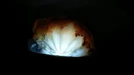 1129171256a.webp
