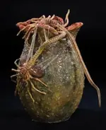 Alien-egg-aliens.webp