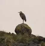 ring elk egret sea lion 023.webp