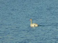 walk 111117 1.webp