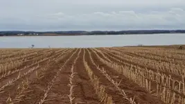corn.webp