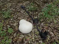 Hatchet and Buckle Hunt 004.webp