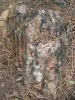 veins 4 005.webp