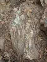 veins 4 006.webp