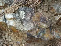 veins 4 014.webp