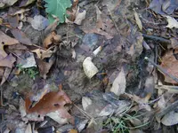 DSCF1486.webp
