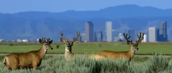 Mule deer with downtown Michael Mauro 512x219.webp