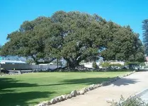 tree.webp