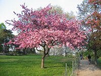 cherry blossoms in High Park 001.jpg