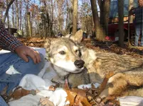 dingo Nov 30 2017.webp