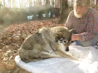 dingo2 nov 30 2017.webp