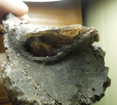 mineral_botryoidal-calcite_galactic-stone-dotcom_20171129_cal-shells-2__62355_1502073446.webp