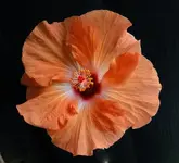 DSCN5672.webp