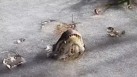 gatorfrozeninice.webp