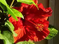 walk 010918 2.webp