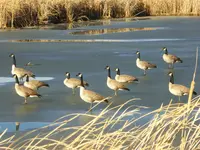 walk 010918 4.webp