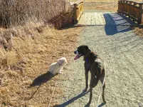 walk 010918 5.webp