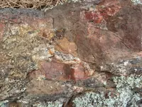 veins 4 010.webp