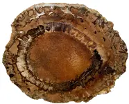 CycadeoidUtah560.webp