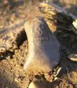 Folded coin.webp
