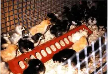 Chicks.webp