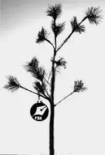 PBK tree.webp