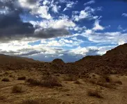 joshuatree1.webp