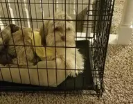 RFabnhlzPup1-24-18.webp