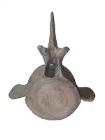 BlueWhaleVertebrae_1_Large.webp