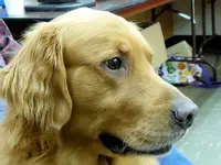 Duke.webp