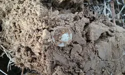 20180130_113054.webp