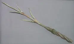 lightning-rod-tip_5-point-Thistle-type_copperbrass_ebay_thistlerod1.webp
