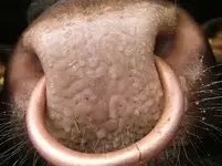 bull nose ring.webp