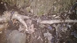 P_20171211_162239.webp