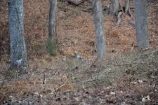 011.webp