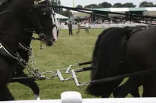 horsegear_harness_Leader-bars_Wikipedia.webp