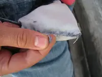 800px-Pocket_lint.webp