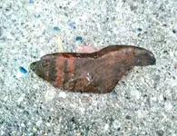 20170909_194920.webp