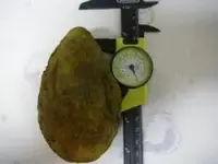weight_radio-trailing-wire-antenna-weight_Model-WT7A_sideview-with-calipers.webp