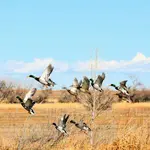 IMG_20171127_150148.webp