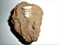 bullet in dirt 1.webp