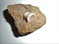 bullet in dirt 2.webp