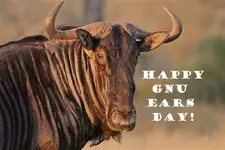 happy Gnu Ear.webp