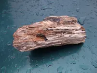 DSCF9559.webp