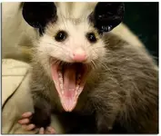 mickey-possum_feelsru1.webp